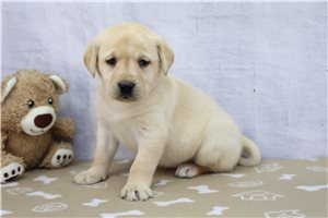 Candace - Labrador Retriever for sale