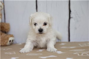 Hamilton - puppy for sale