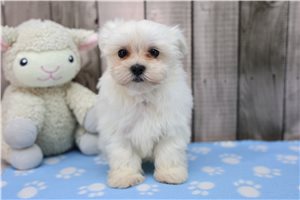 Tracey - Maltese for sale