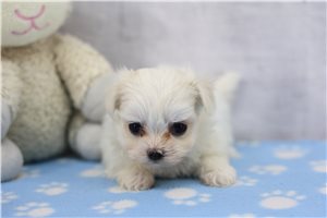 Tiara - puppy for sale