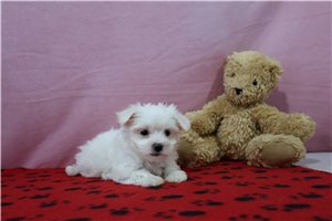 Lydia - puppy for sale