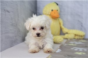 Foster - Maltese for sale