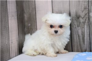 Tuck - Maltese for sale