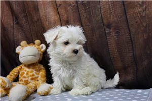 Pavlov - puppy for sale