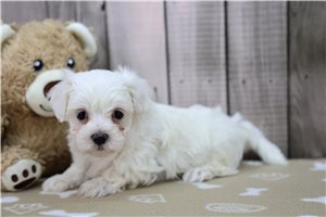 Shawn - Maltese for sale