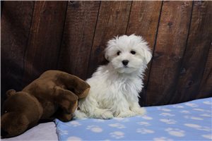 Mikey - Maltese for sale