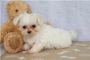 Tiara - Maltese for sale