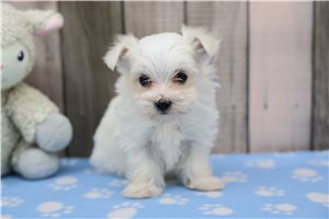 Fatima - puppy for sale
