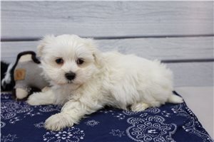 Mateo - Maltese for sale