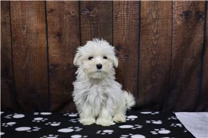 Moses - Maltese for sale
