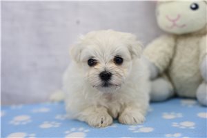 Tracey - Maltese for sale
