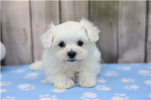 Herman - Maltese for sale
