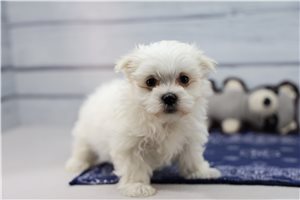 Mila - Maltese for sale