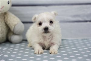 Evelyn - puppy for sale