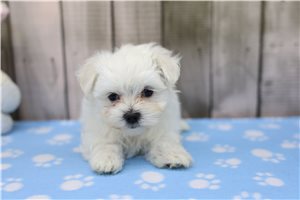 Harriet - Maltese for sale