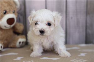 Shania - Maltese for sale