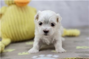 Shania - puppy for sale