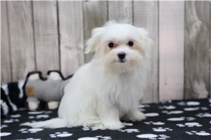 Fiona - Maltese for sale