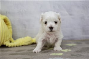 Shawn - Maltese for sale