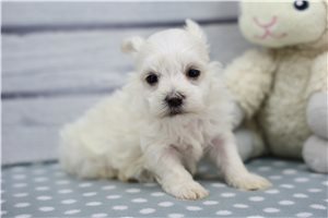 Edmond - Maltese for sale