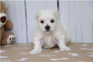 Harriet - puppy for sale