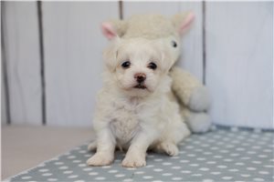 Foster - Maltese for sale