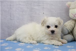 Tiffany - Maltese for sale