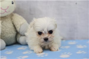 Tuck - puppy for sale