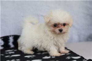 Tuck - Maltese for sale