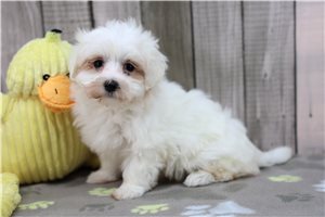 Ella - Maltese for sale