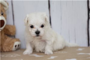 Herman - Maltese for sale