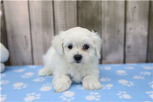 Hamilton - Maltese for sale