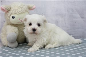 Mateo - Maltese for sale