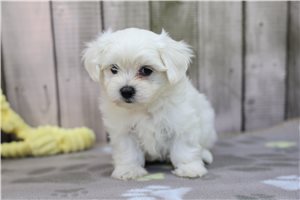 Hamilton - puppy for sale