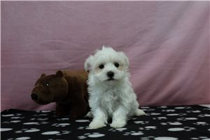 Leah - puppy for sale