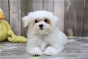 Fiona - Maltese for sale