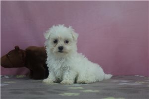Eleonora - puppy for sale