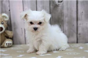 Tiffany - Maltese for sale