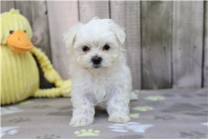 Harriet - puppy for sale