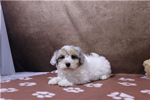 Adrian - puppy for sale