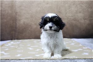 Addison - puppy for sale