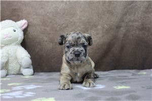 Koby - puppy for sale