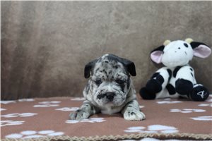 Krissie - puppy for sale