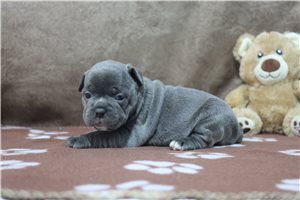 Koa - puppy for sale
