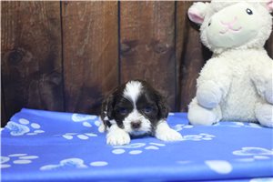 Niko - puppy for sale