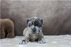 Kristen - puppy for sale
