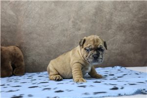 Kimbra - puppy for sale
