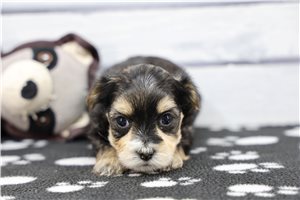 Rhodes - puppy for sale