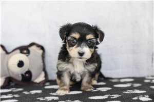 Richard - puppy for sale