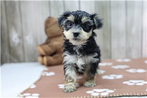 Raelynn - Morkie / Yorktese for sale